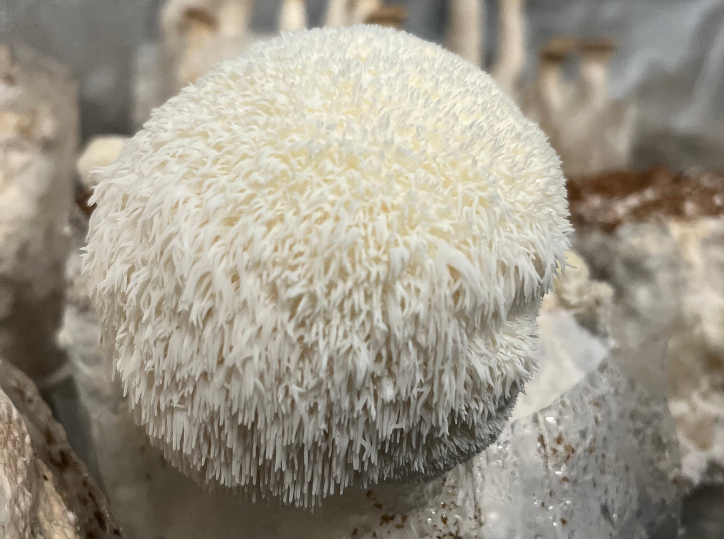 Lion's Mane Countertop Grow Box