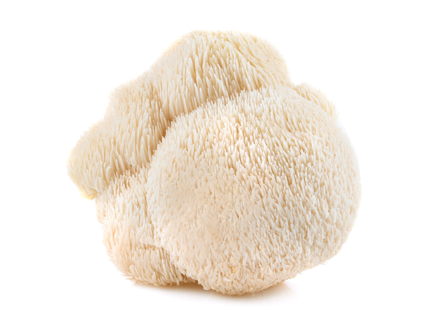 Fresh Lion's Mane Mushrooms, 8 oz.