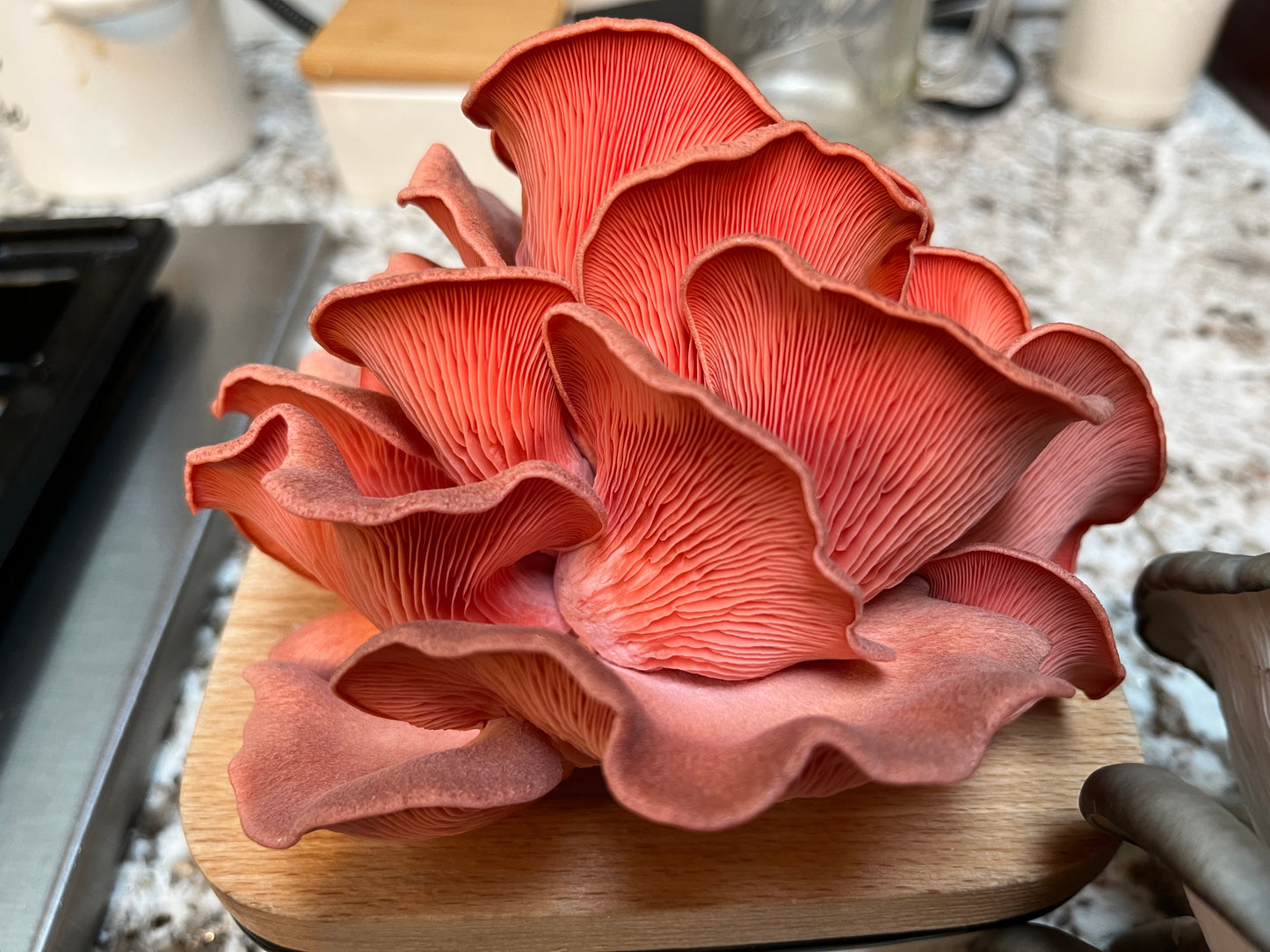 Pink Oyster Countertop Grow Box