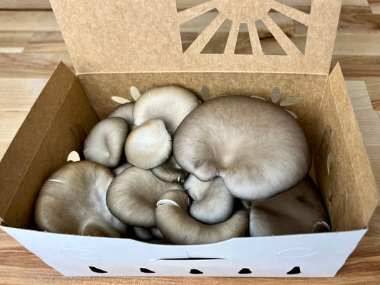 Fresh Blue Oyster Mushrooms, 8 oz.