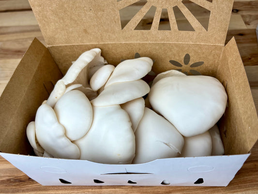 Fresh Snow Oyster Mushrooms, 8 oz.