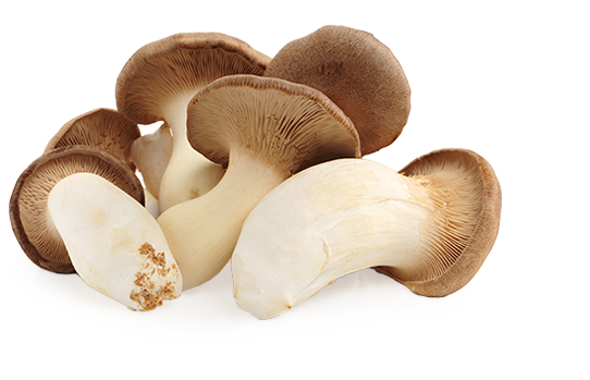 Fresh King Trumpet Mushrooms, 8 oz.